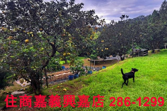 新竹竹東農地-6