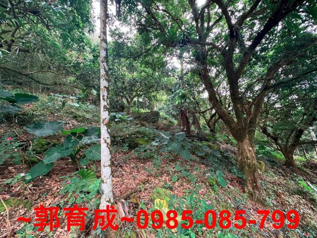 竹崎農地-13