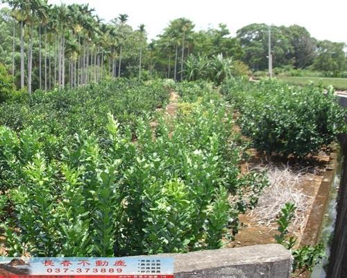 苗栗苗栗市農地-4