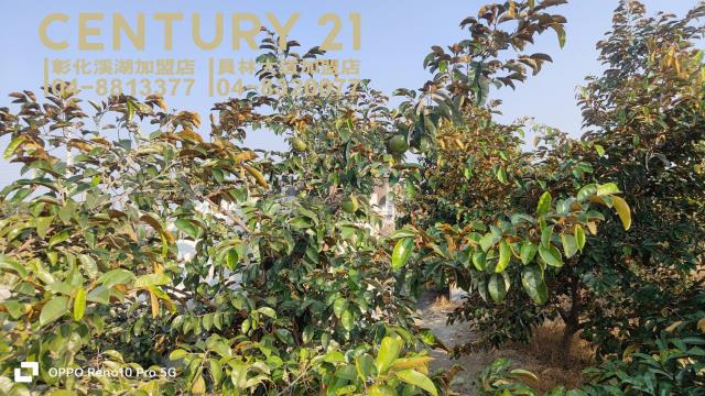 彰化埔心農地-4