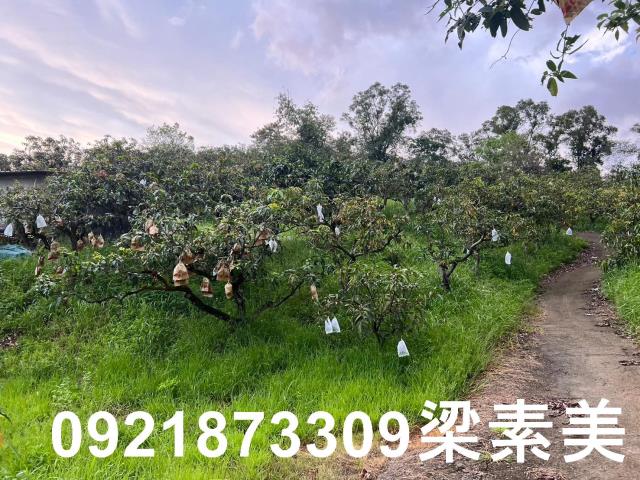 玉井農地-10