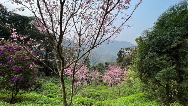 北埔農地-12