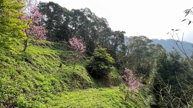 北埔農地-13