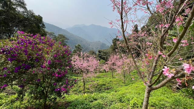 北埔農地-7