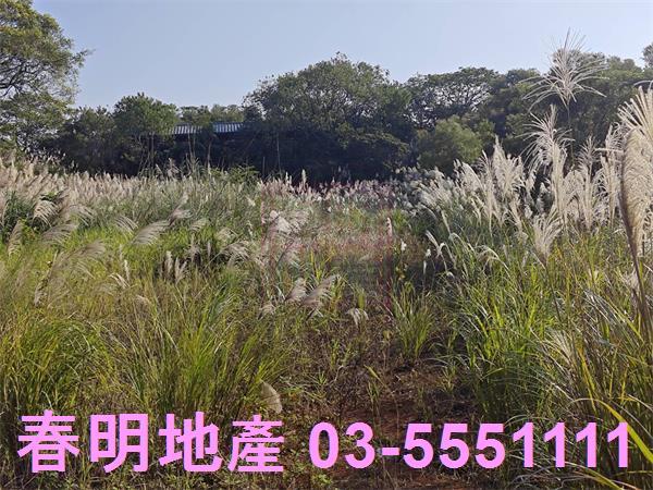 湖口農地-7