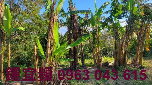苗栗農地-12