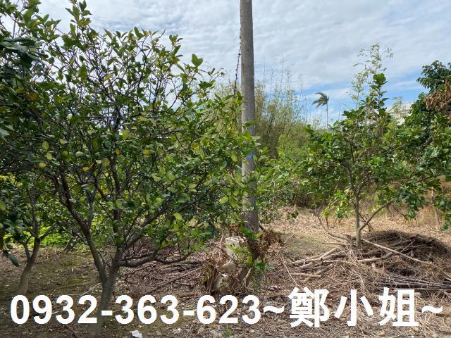 桃園桃園區農地-1