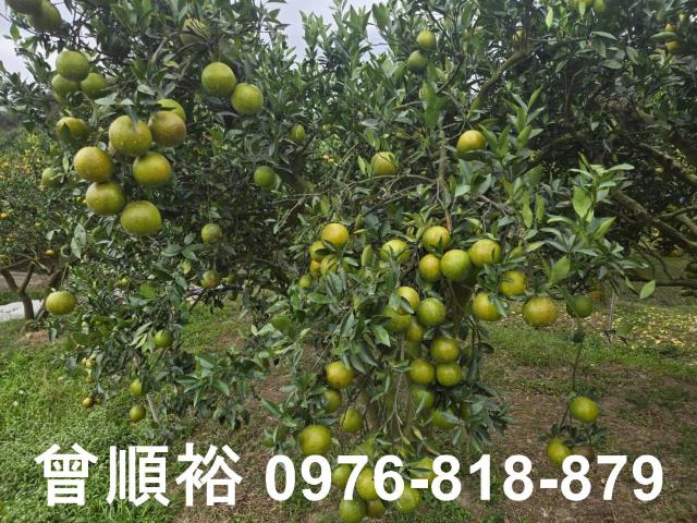 新竹峨眉農地-4