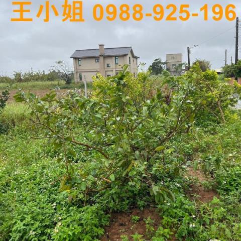 新屋農地-2