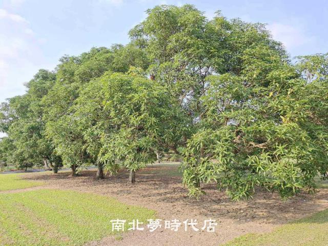 台南南化農地-3