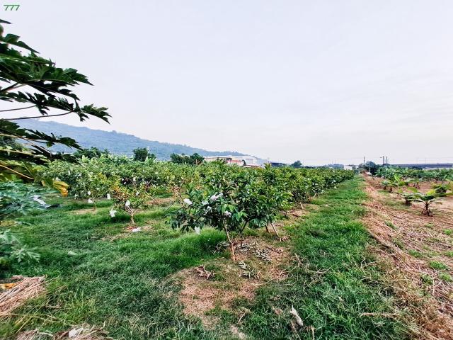 岡山農地-6