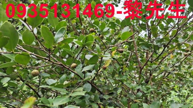 苗栗三灣農地-12