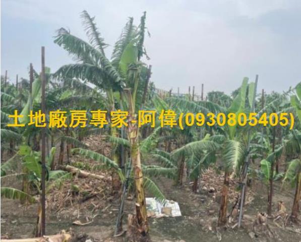 大寮農地-1