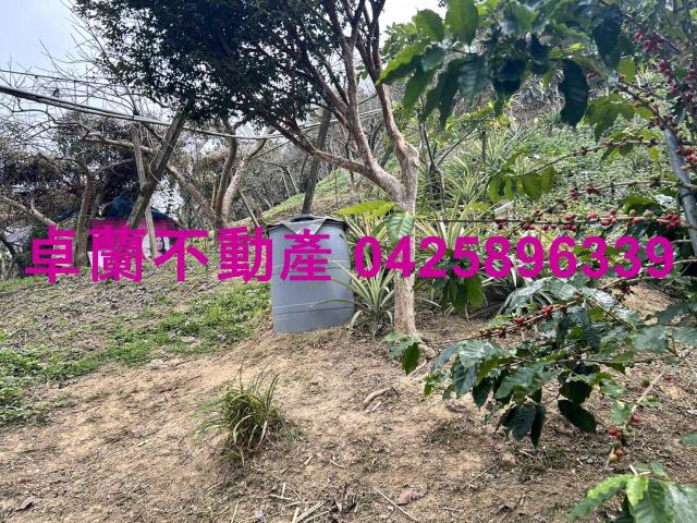 卓蘭農地-4