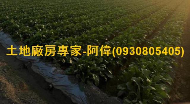 高雄大寮農地-1