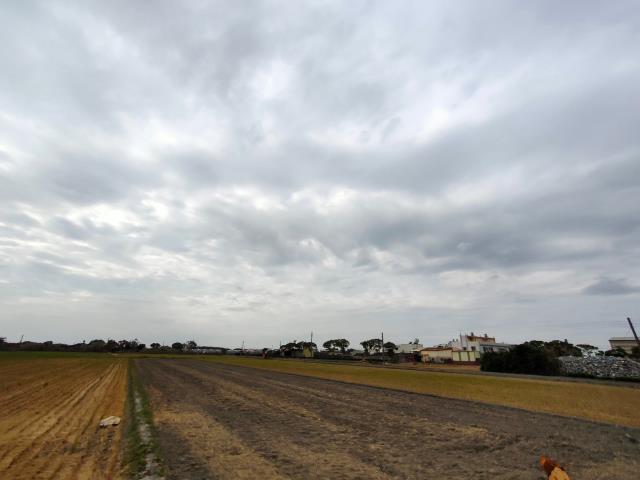 埤頭農地-4