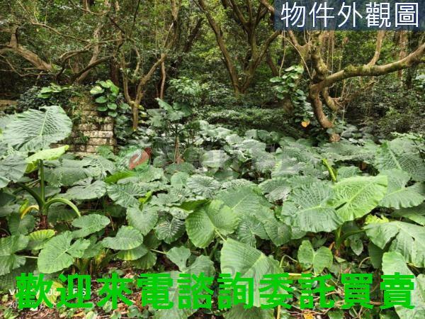 淡水建地-3