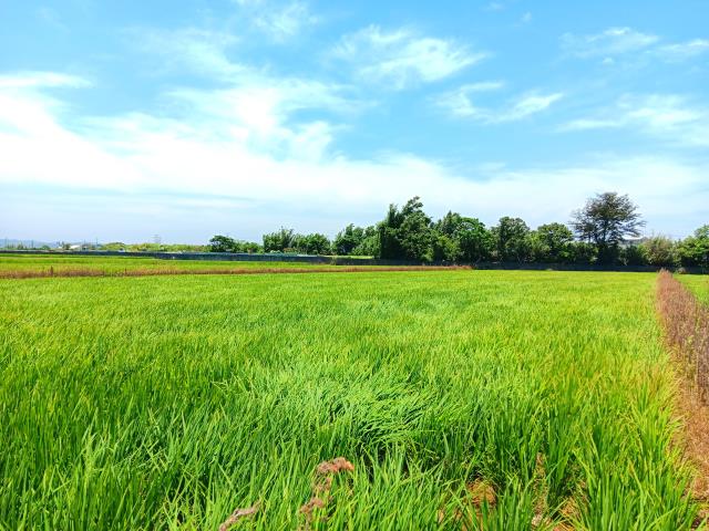 桃園新屋農地-2