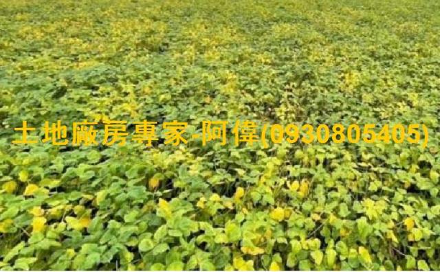 高雄大寮農地-1