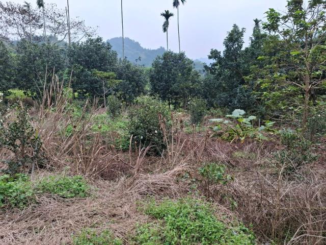 中埔農地-1