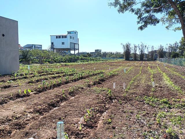 新屋農地-4