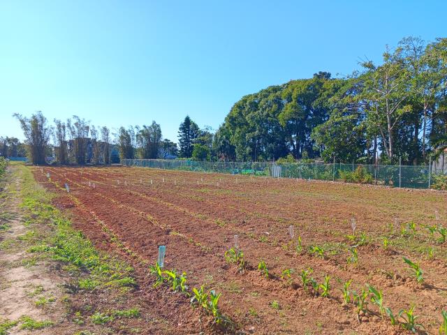 新屋農地-6