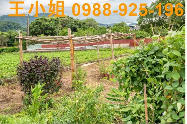 桃園農地-14