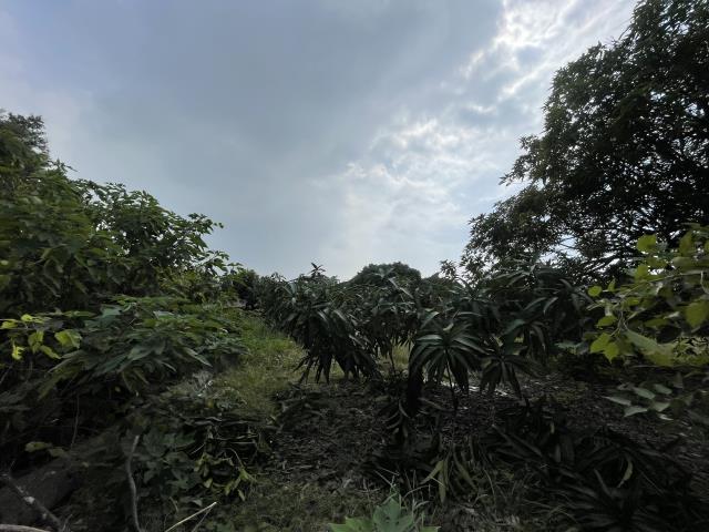 高雄農地-6