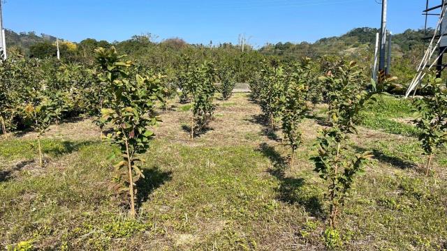 新竹峨眉農地-11