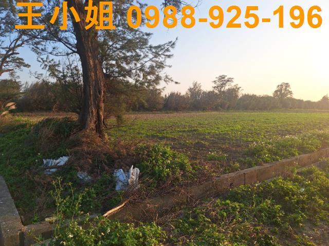 桃園觀音農地-1