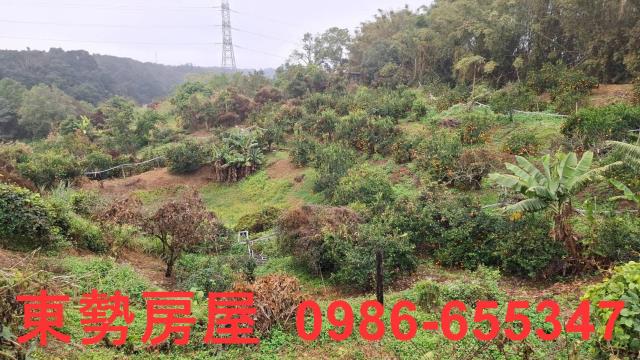 卓蘭農地-9