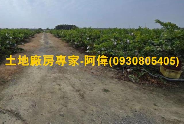 燕巢農地-1