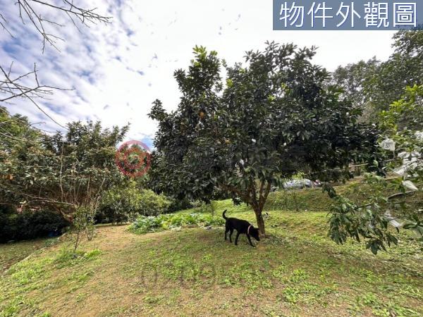 新竹竹東農地-1