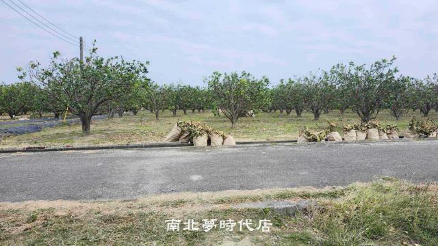 台南麻豆農地-3