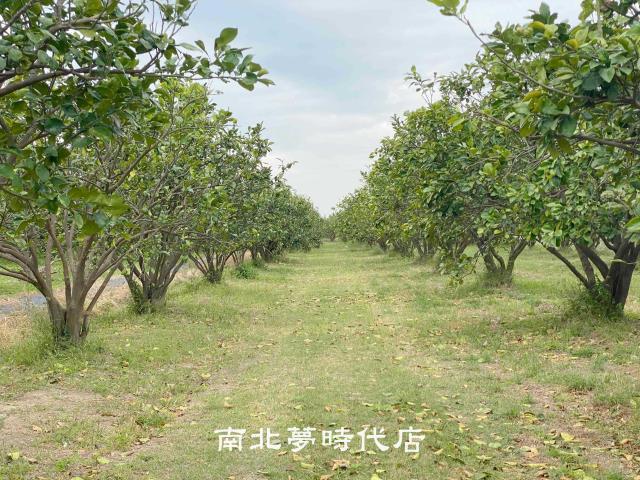 台南麻豆農地-4