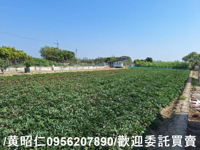 仁德農地-2
