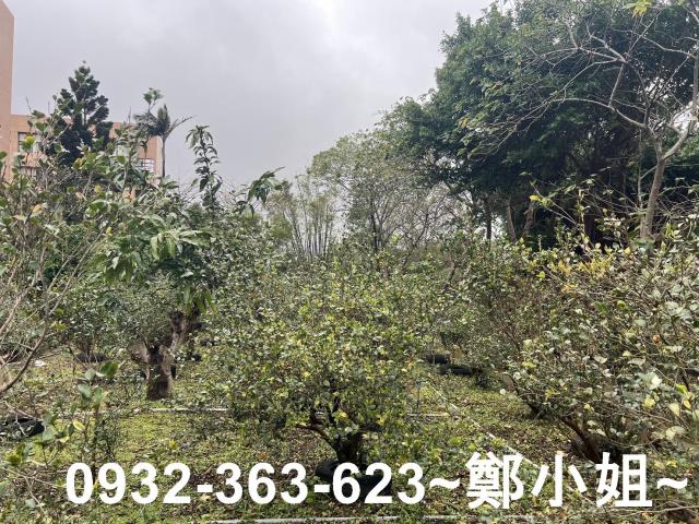 中壢農地-6