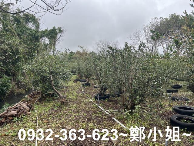 中壢農地-8