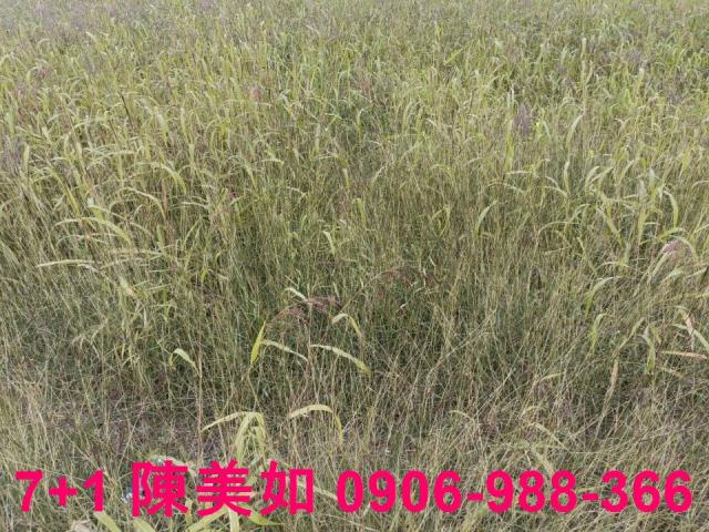 高雄農地-1