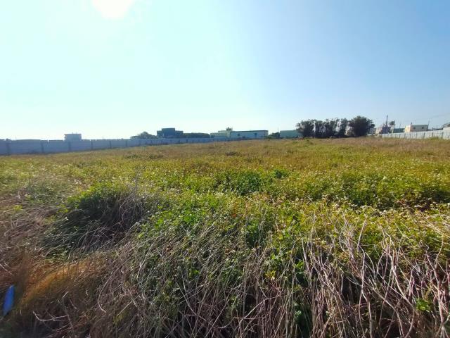 埔鹽農地-2