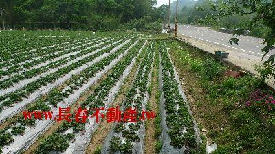 苗栗農地-2