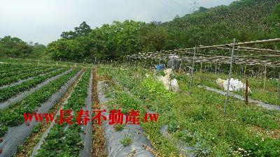 苗栗農地-3