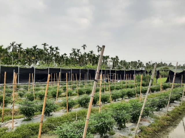 屏東鹽埔農地-1
