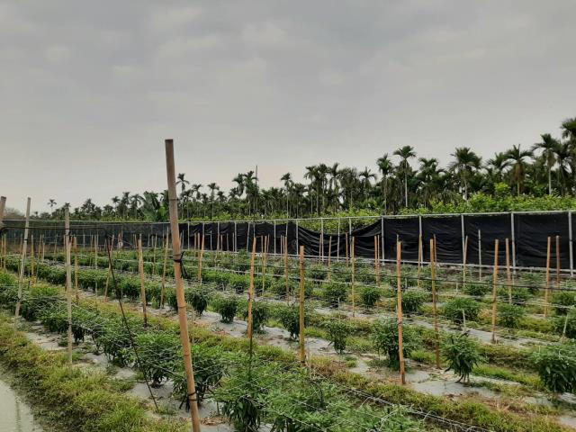 屏東鹽埔農地-2