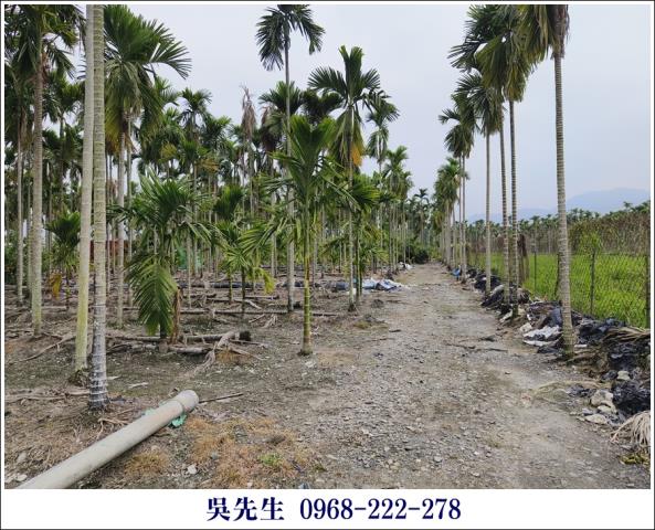 屏東高樹農地-5