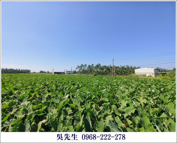 屏東高樹農地-2