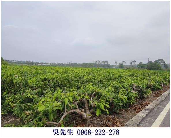屏東高樹農地-8