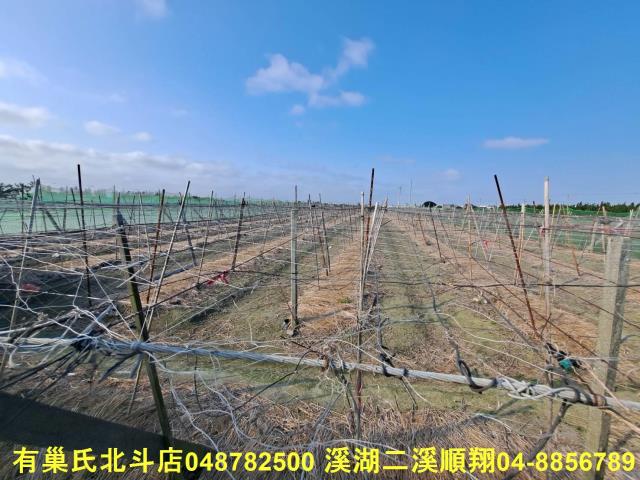 埤頭農地-4