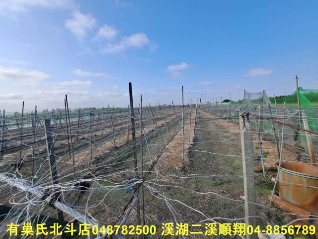 埤頭農地-7