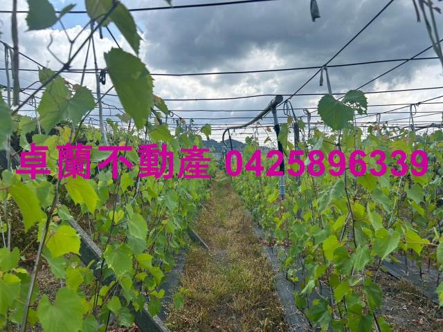 苗栗農地-1